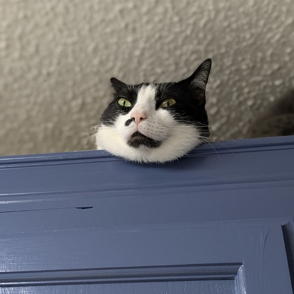 The Litter Room' round metal sign black cat design - Picture 5 of 6